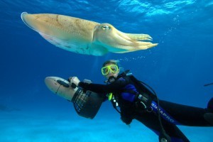 Diving